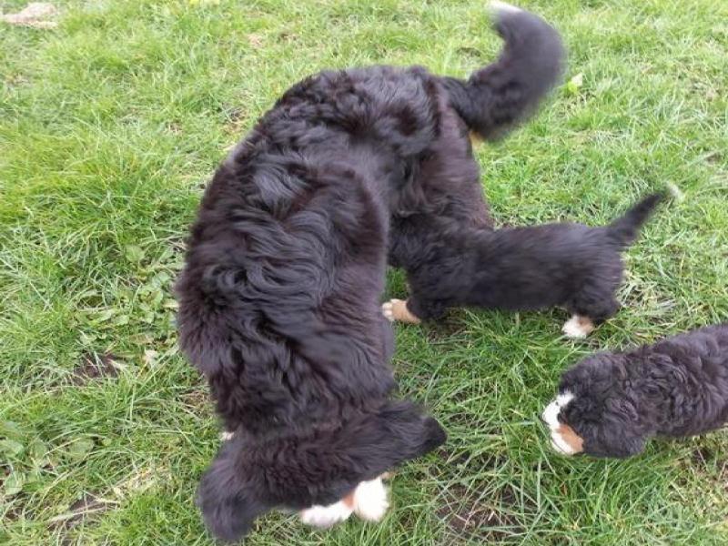 4Active Bernese Mountain Dog Puppies For Sale Image